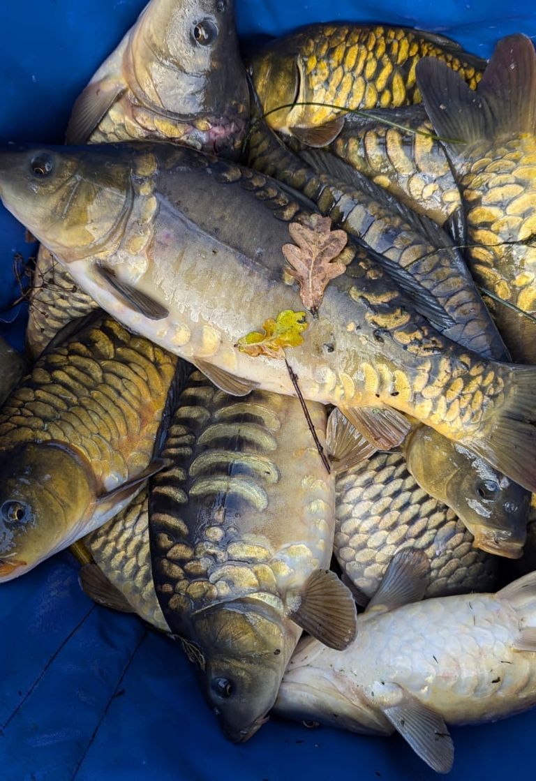 Peg 21