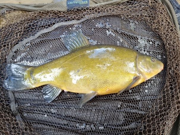 A lovely tench of 3lb 04oz.